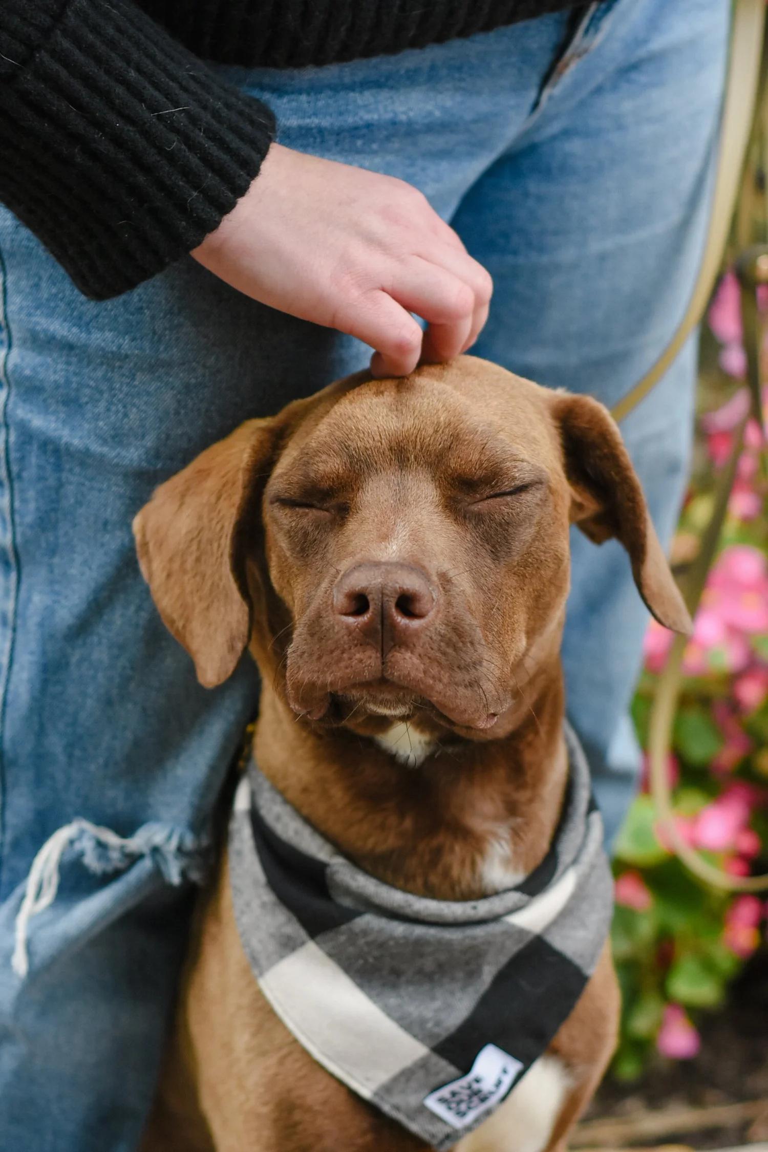 Enlarge HUEY, an adopted Mixed Breed in North York, ON image 6/6