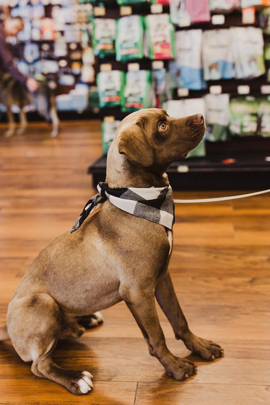 Enlarge HUEY, an adopted Mixed Breed in North York, ON image 3/6