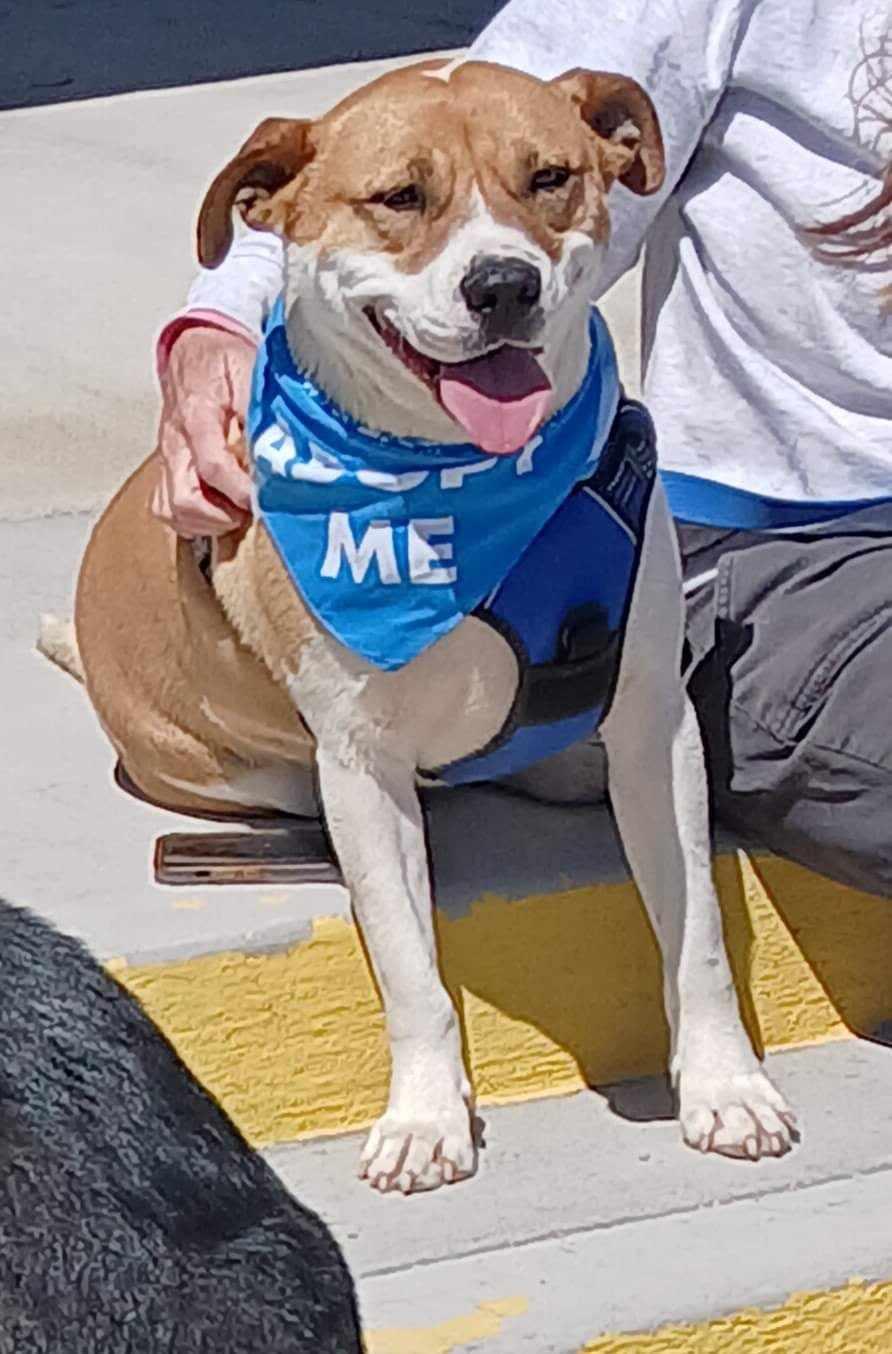 Bruno, Adoptable, Adult Male Mixed Breed.