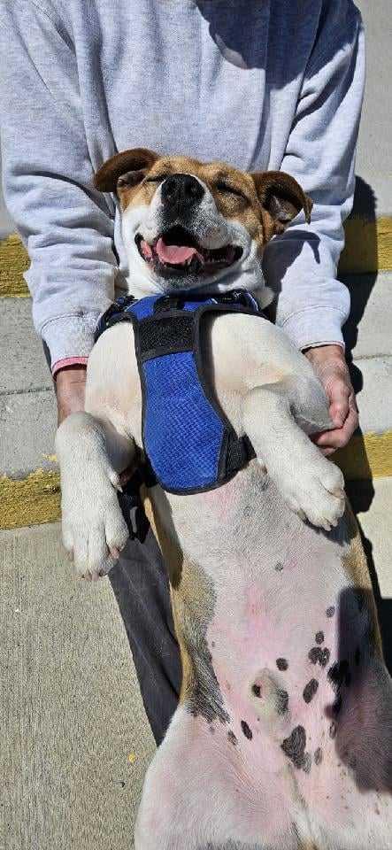 Enlarge Bruno, a Adoptable Mixed Breed in Poland, IN image 2/3