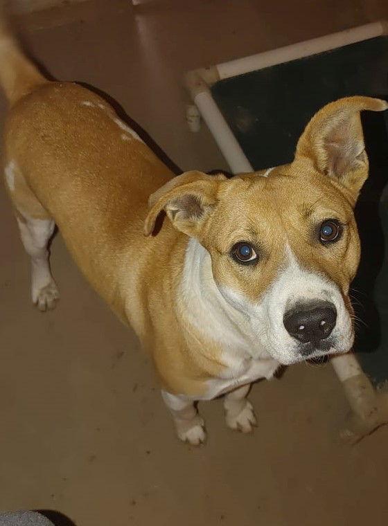 Enlarge Bruno, a Adoptable Mixed Breed in Poland, IN image 3/3