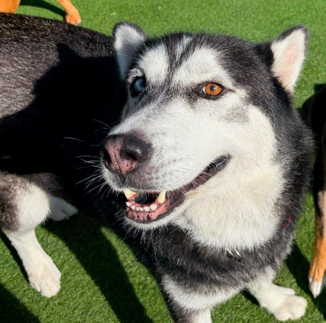 Enlarge Zeus Alejandro, an adopted Husky in Naples, FL image 2/2