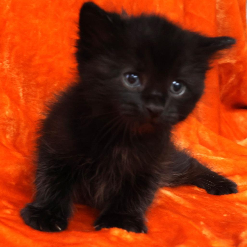 Enlarge Bitty, a Adoptable Domestic Short Hair in Chaska, MN image 1/5