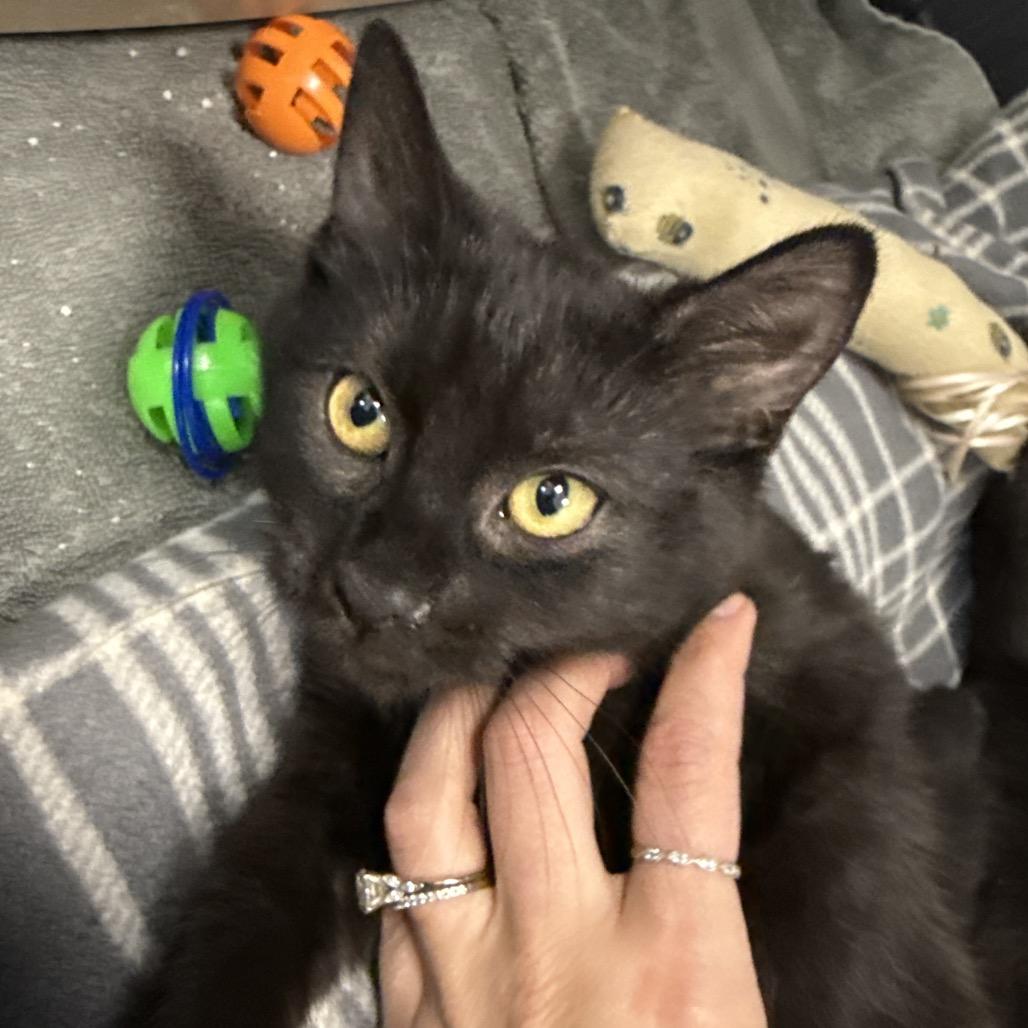 Enlarge Bitty, a Adoptable Domestic Short Hair in Chaska, MN image 2/5