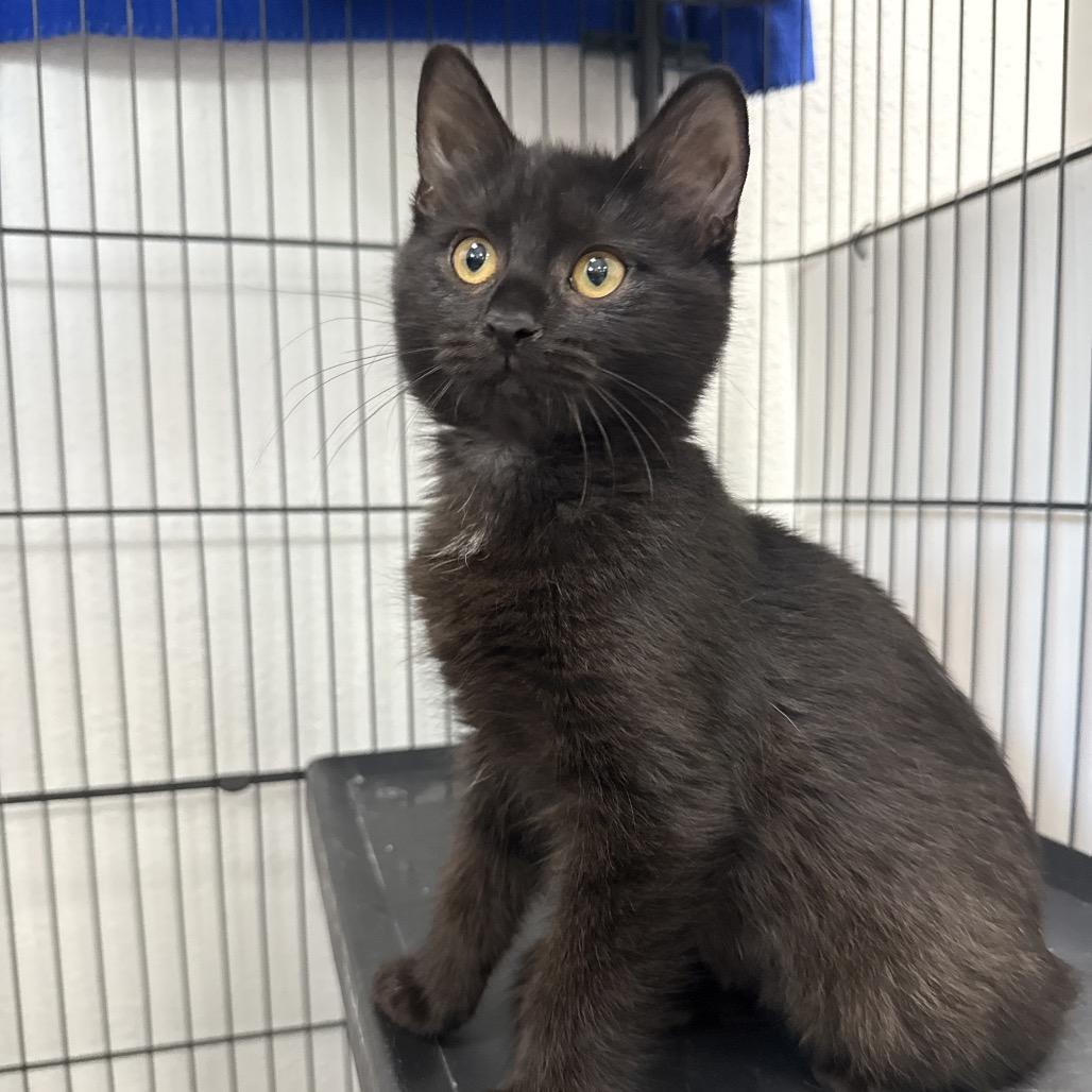 Enlarge Bitty, a Adoptable Domestic Short Hair in Chaska, MN image 3/5