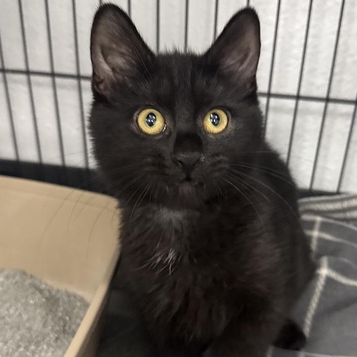 Enlarge Bitty, a Adoptable Domestic Short Hair in Chaska, MN image 4/5