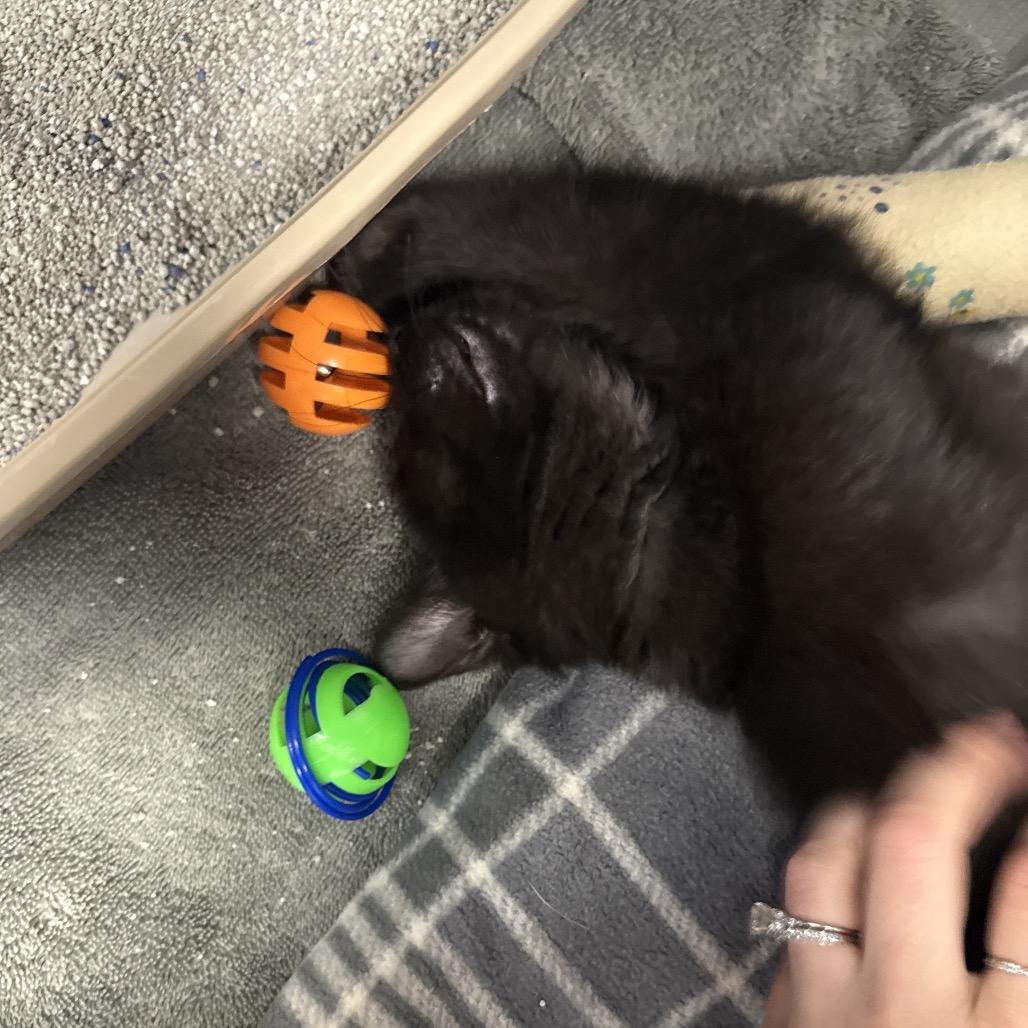 Enlarge Bitty, a Adoptable Domestic Short Hair in Chaska, MN image 5/5