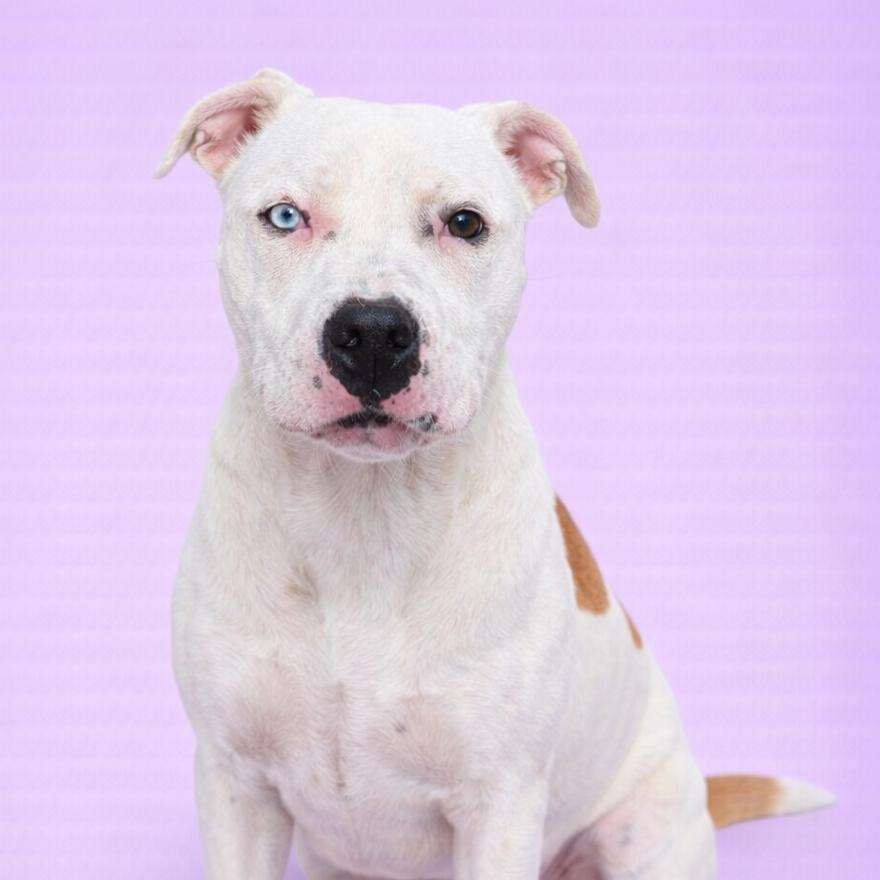 Enlarge Jessica, a Adoptable mixed breed in Concord, NC image 1/2
