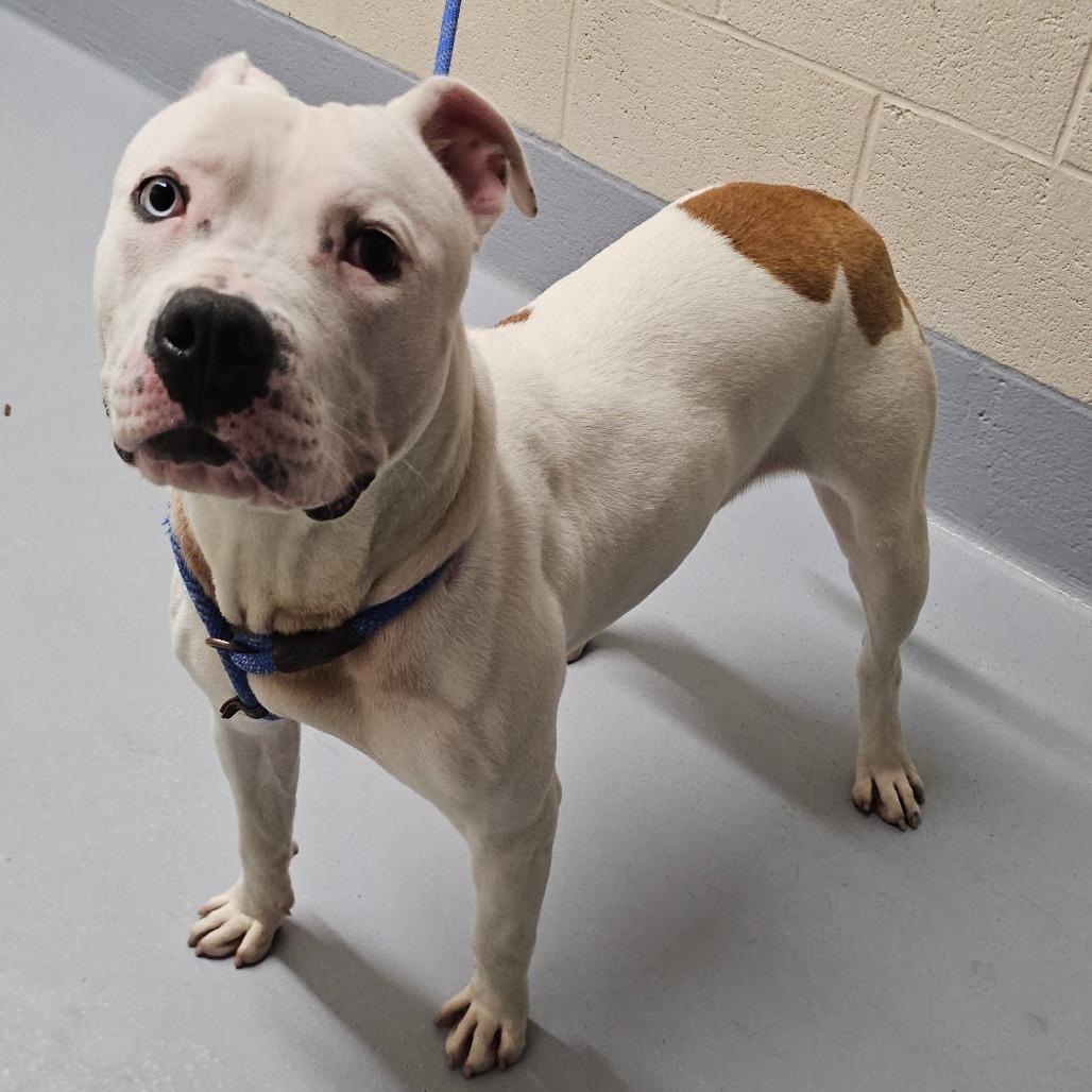 Enlarge Jessica, a Adoptable mixed breed in Concord, NC image 2/2