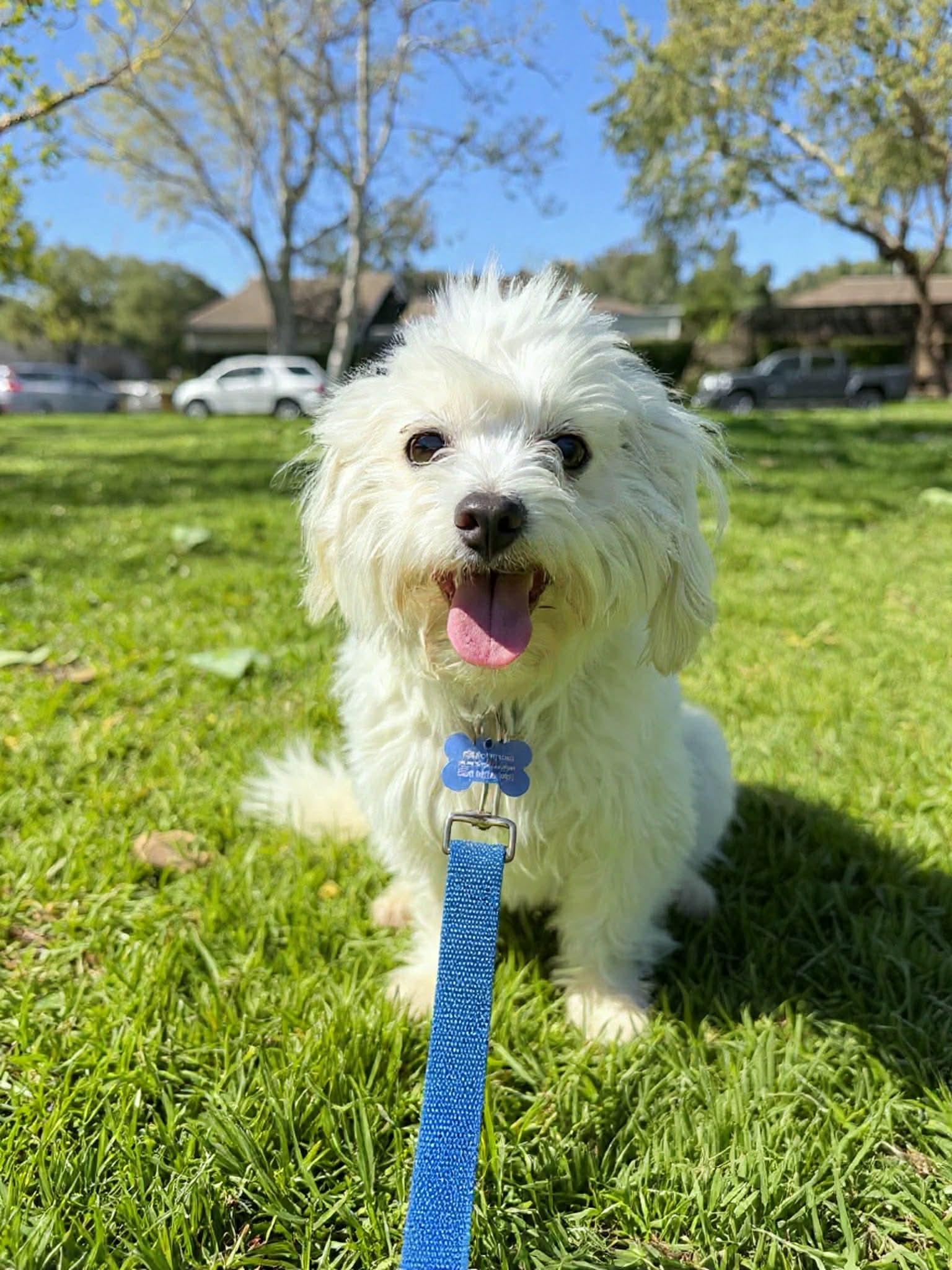Enlarge Snowflake, a Adopted Maltese in Orange, CA image 1/2