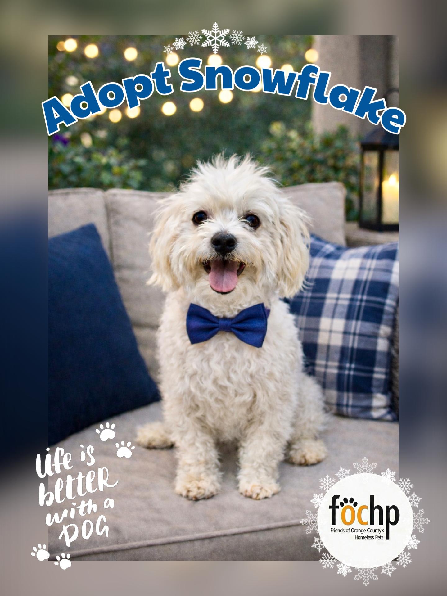 Enlarge Snowflake, a Adopted Maltese in Orange, CA image 2/2