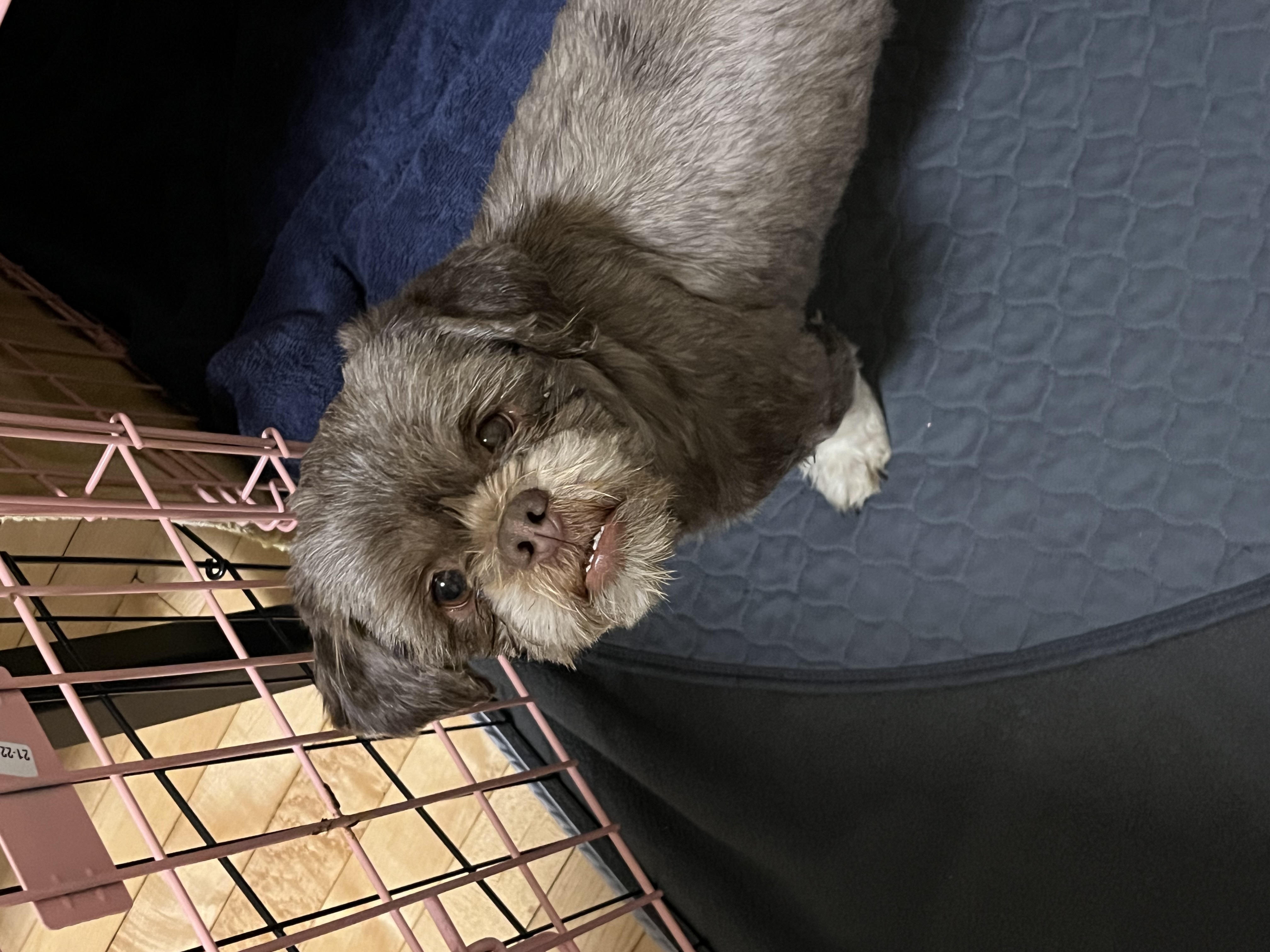 Enlarge Emily: Needs Sponsors!, a Adoptable Shih Tzu in Homer Glen, IL image 3/6