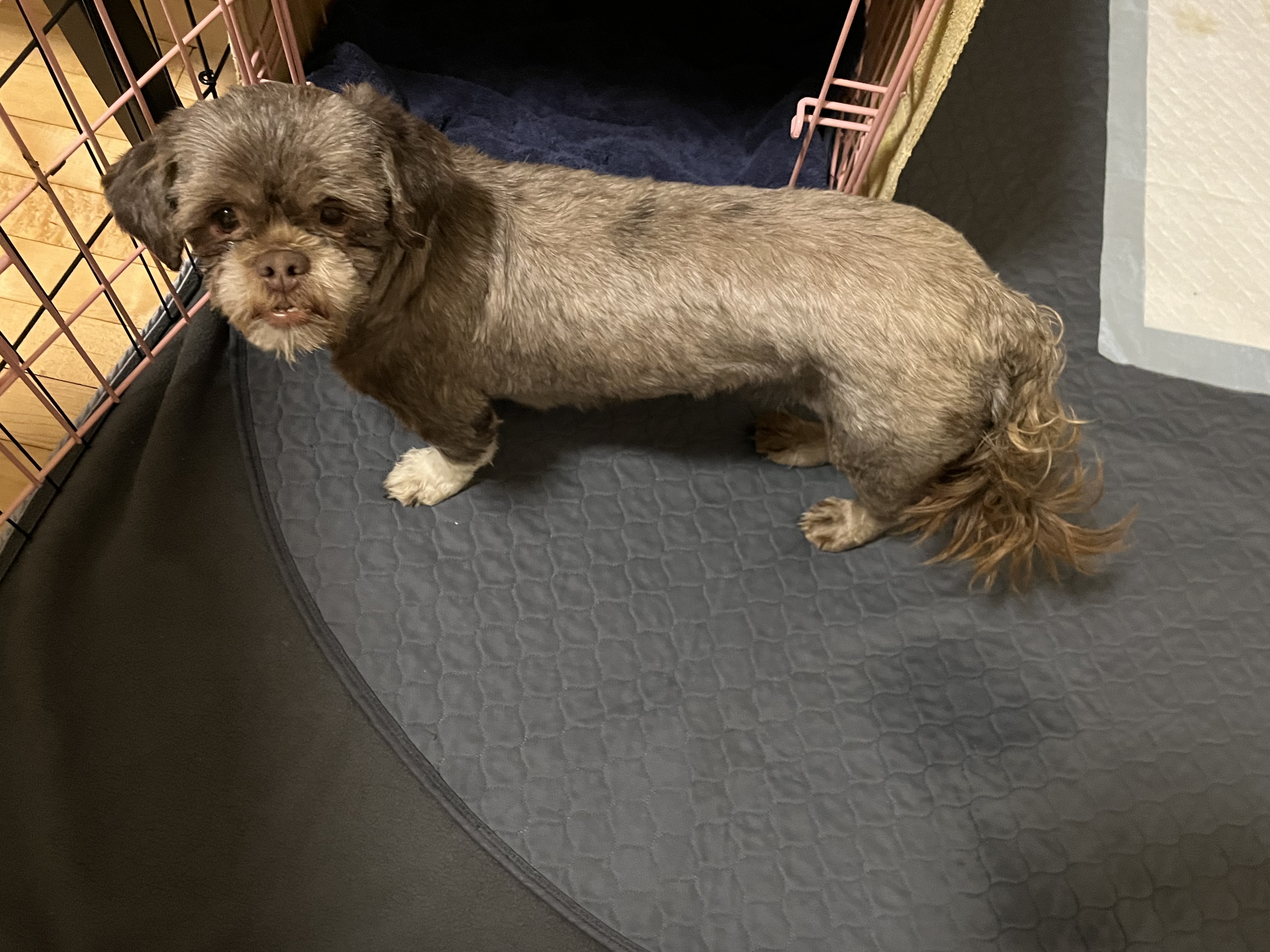 Enlarge Emily: Needs Sponsors!, a Adoptable Shih Tzu in Homer Glen, IL image 2/6