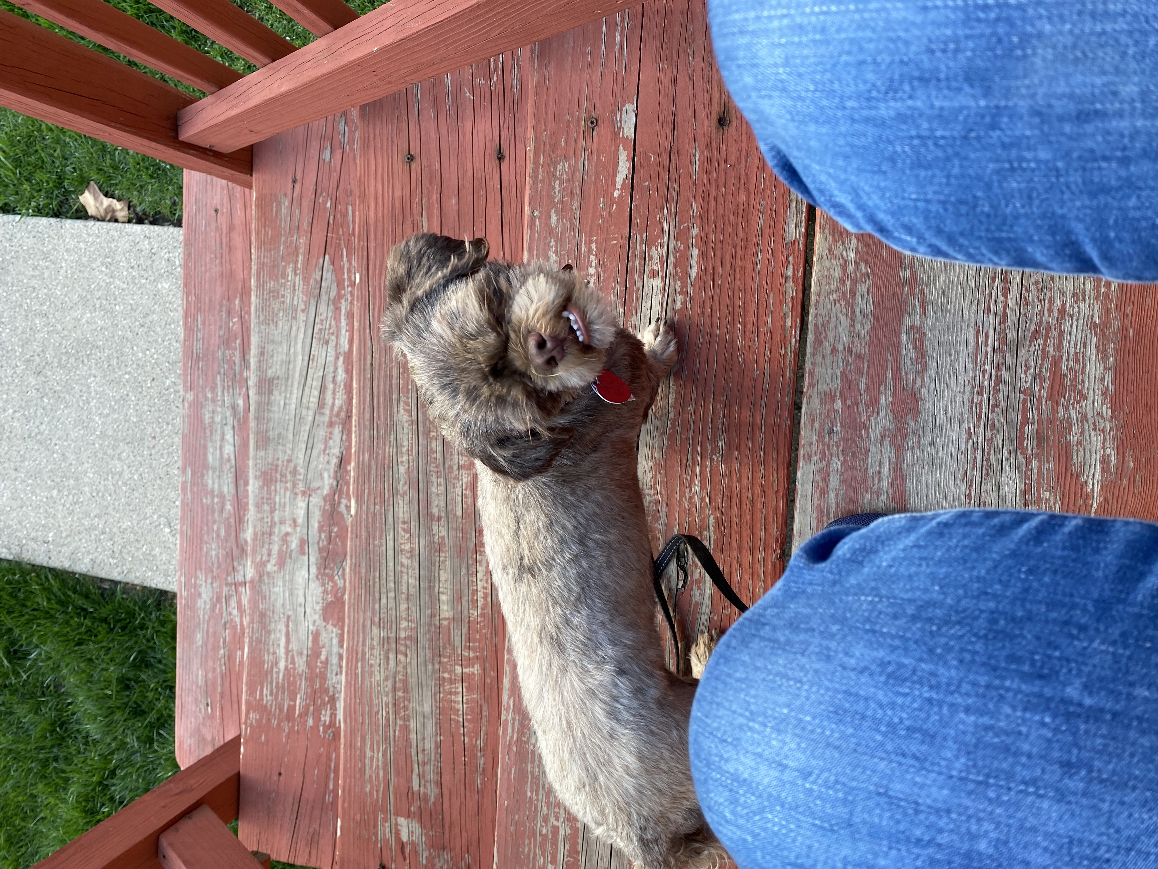 Enlarge Emily: Needs Sponsors!, a Adoptable Shih Tzu in Homer Glen, IL image 4/6