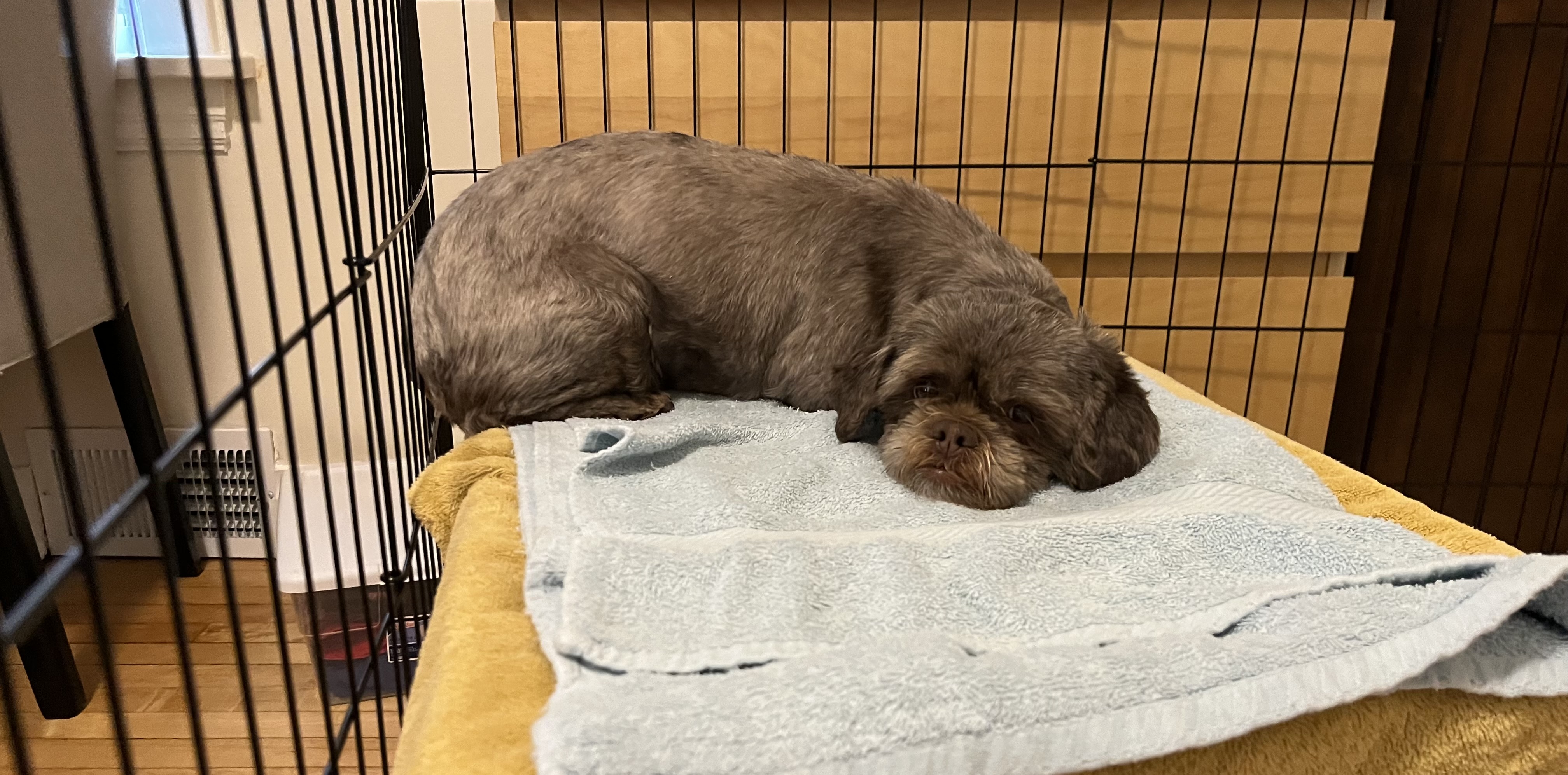 Enlarge Emily: Needs Sponsors!, a Adoptable Shih Tzu in Homer Glen, IL image 5/6