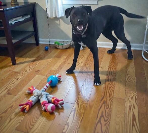 Prince, Adoptable, Adult Male Black Labrador Retriever.