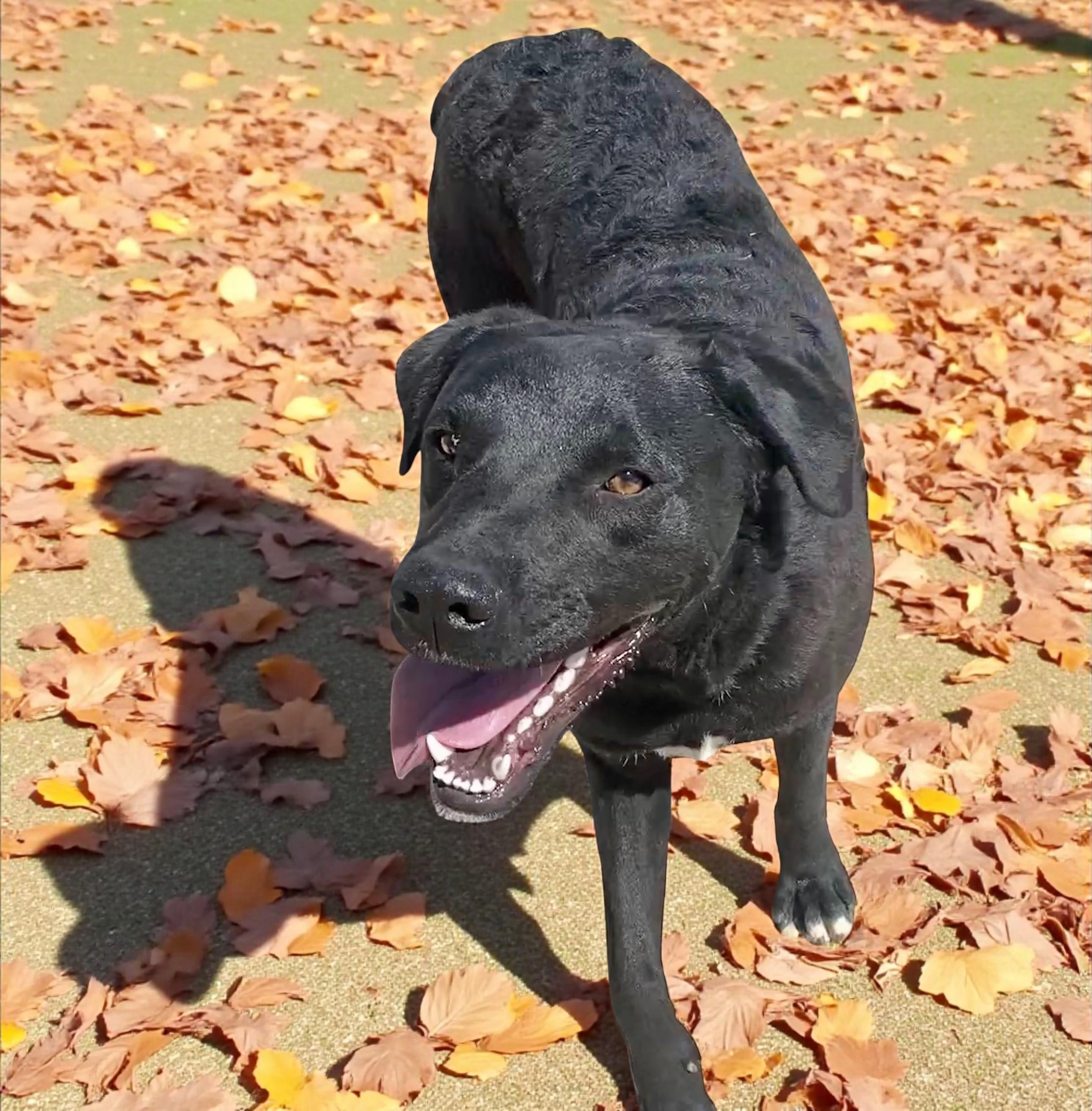 Prince, an adoptable Black Labrador Retriever in Carson City, NV, 89702 | Photo Image 1