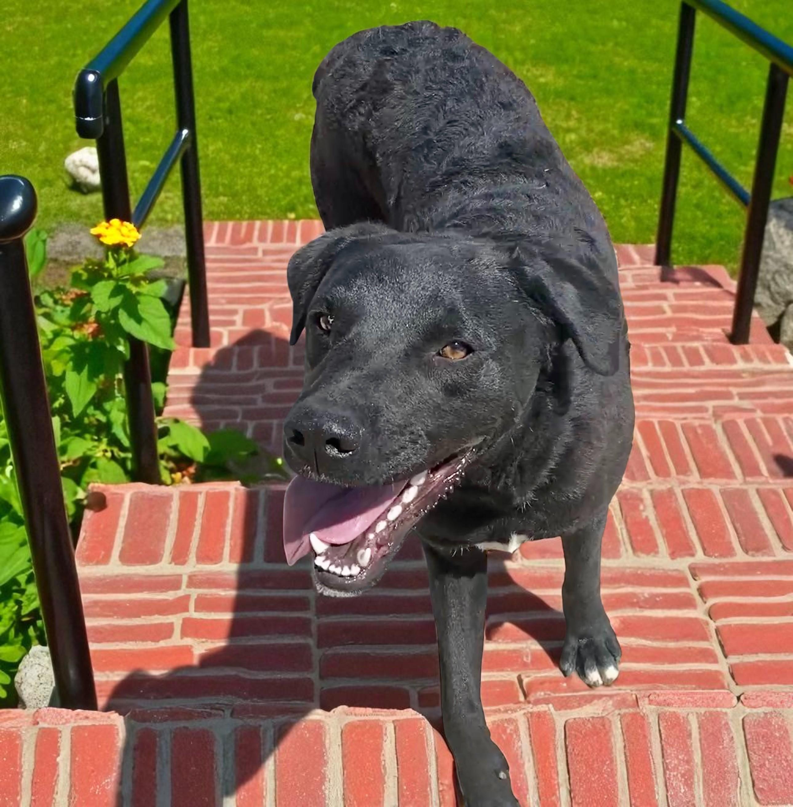 Prince, an adoptable Black Labrador Retriever Mix in Carson City, NV_image-1