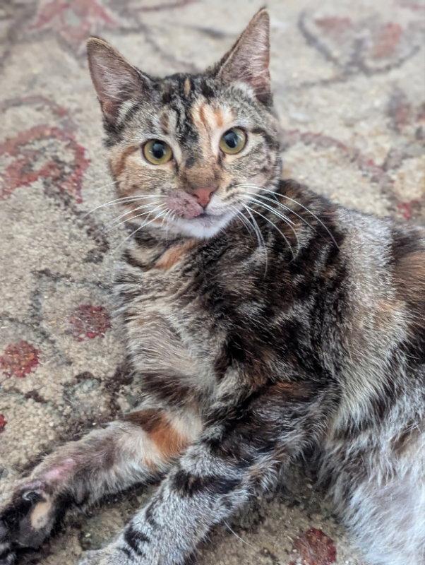 Cupcake, Adopted, Adult Female Domestic Short Hair.