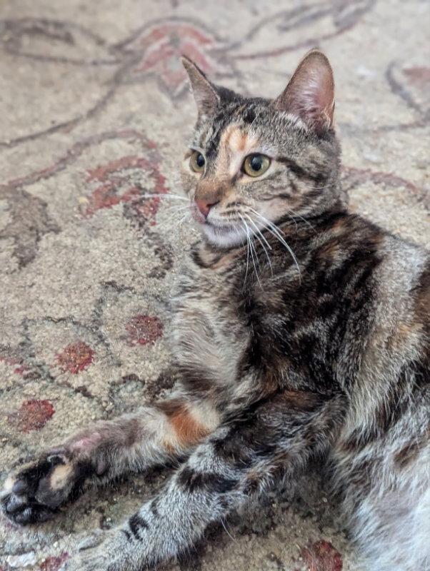 Enlarge Cupcake, a Adopted Domestic Short Hair in Niles, MI image 2/2