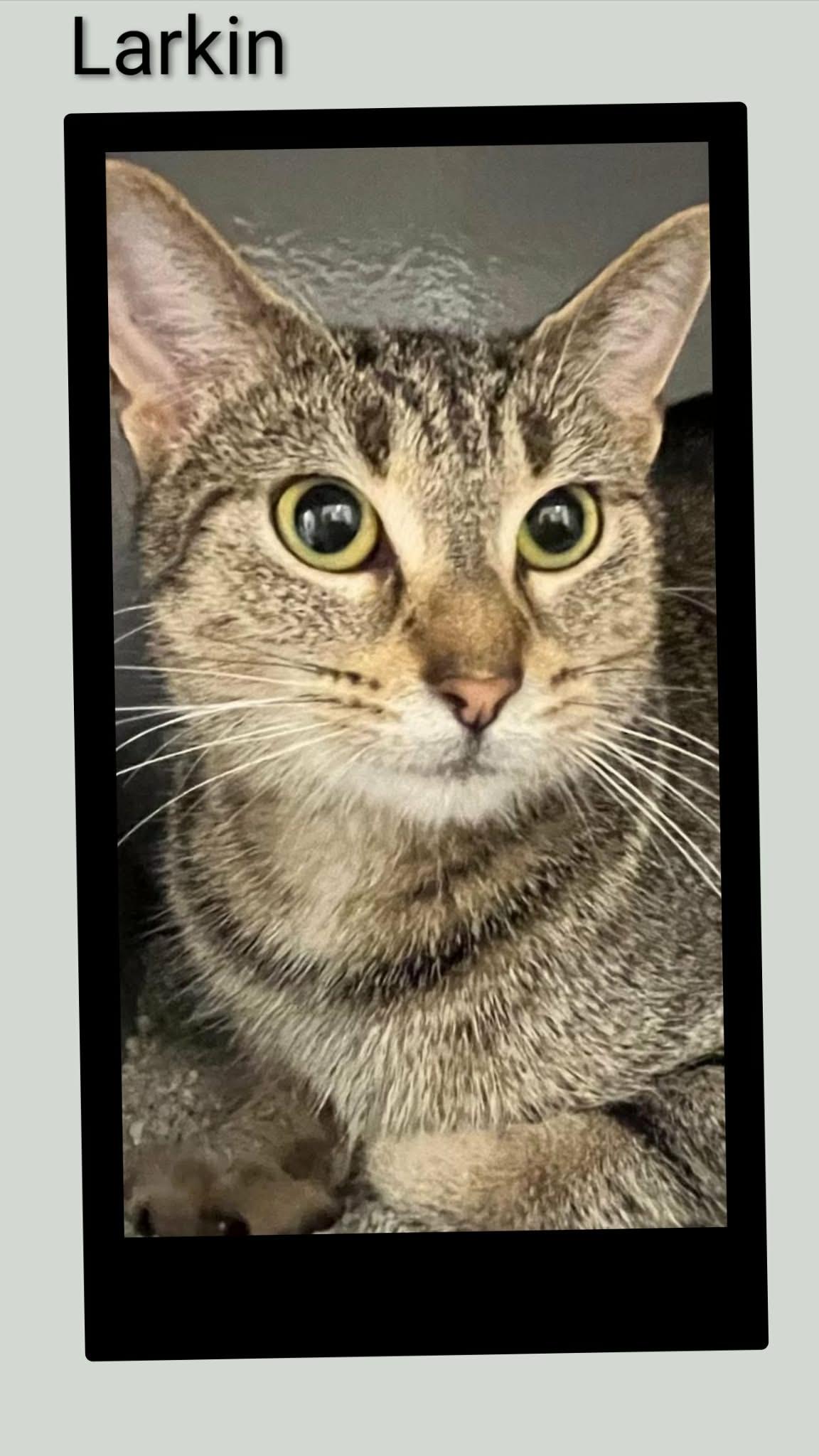 Enlarge Larkin, a Adoptable Domestic Short Hair in Caistor Centre, ON image 1/1