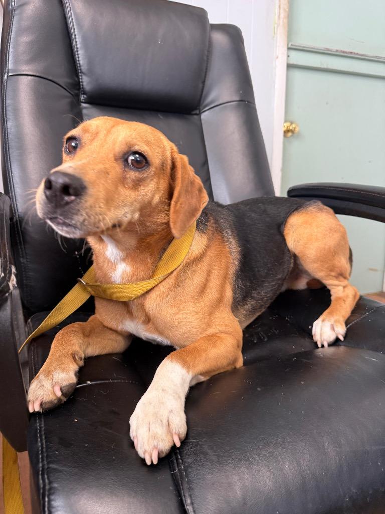 Enlarge Bolt, a Adoptable mixed breed in Fayetteville, TN image 1/3