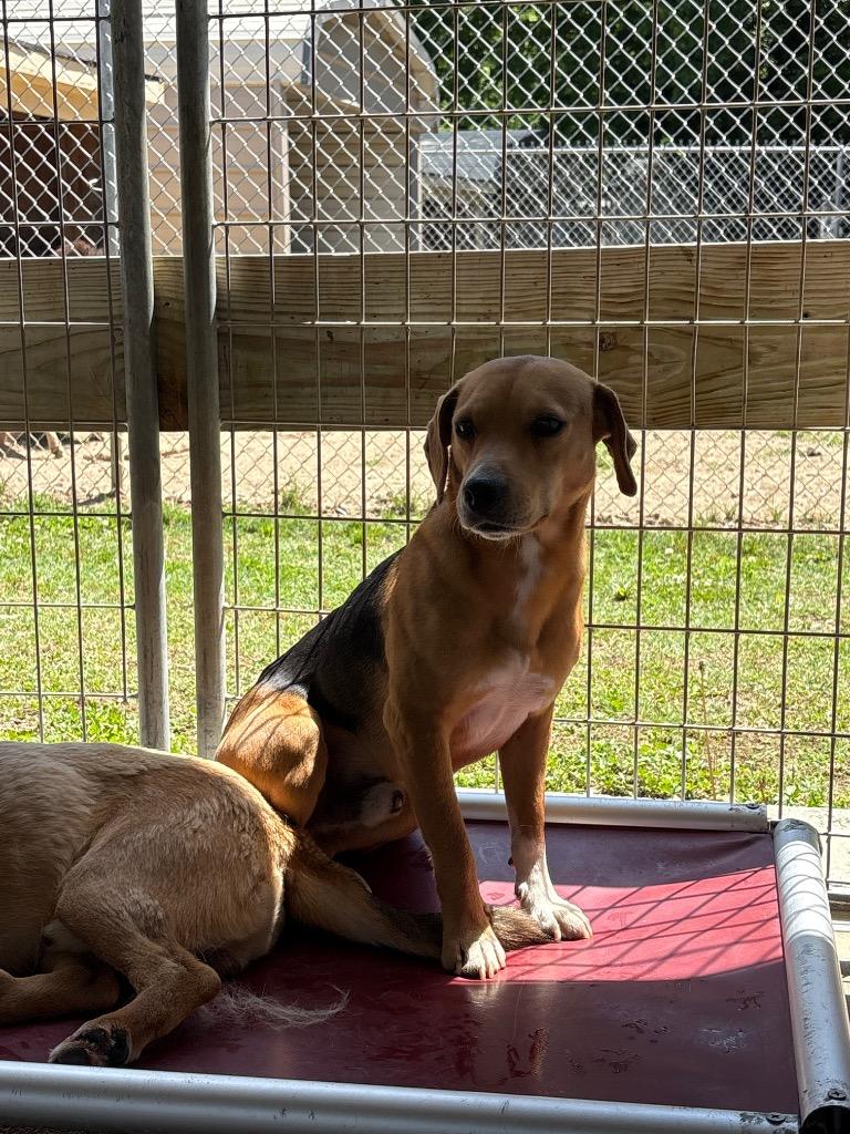 Enlarge Bolt, a Adoptable mixed breed in Fayetteville, TN image 2/3