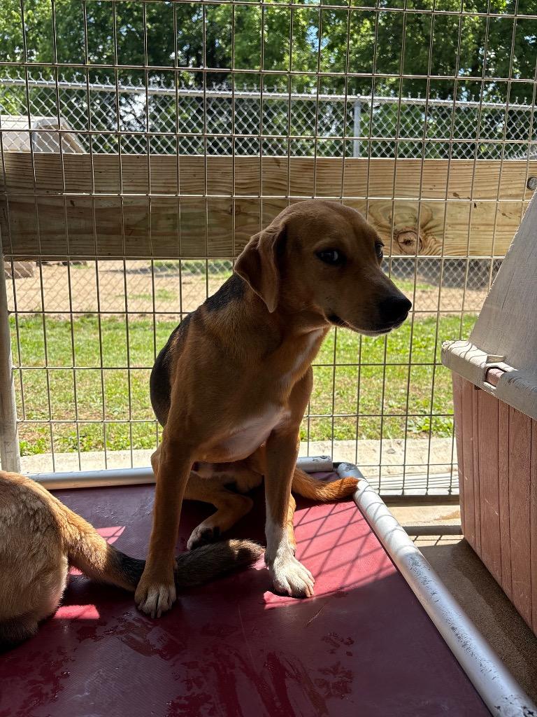 Enlarge Bolt, a Adoptable mixed breed in Fayetteville, TN image 3/3