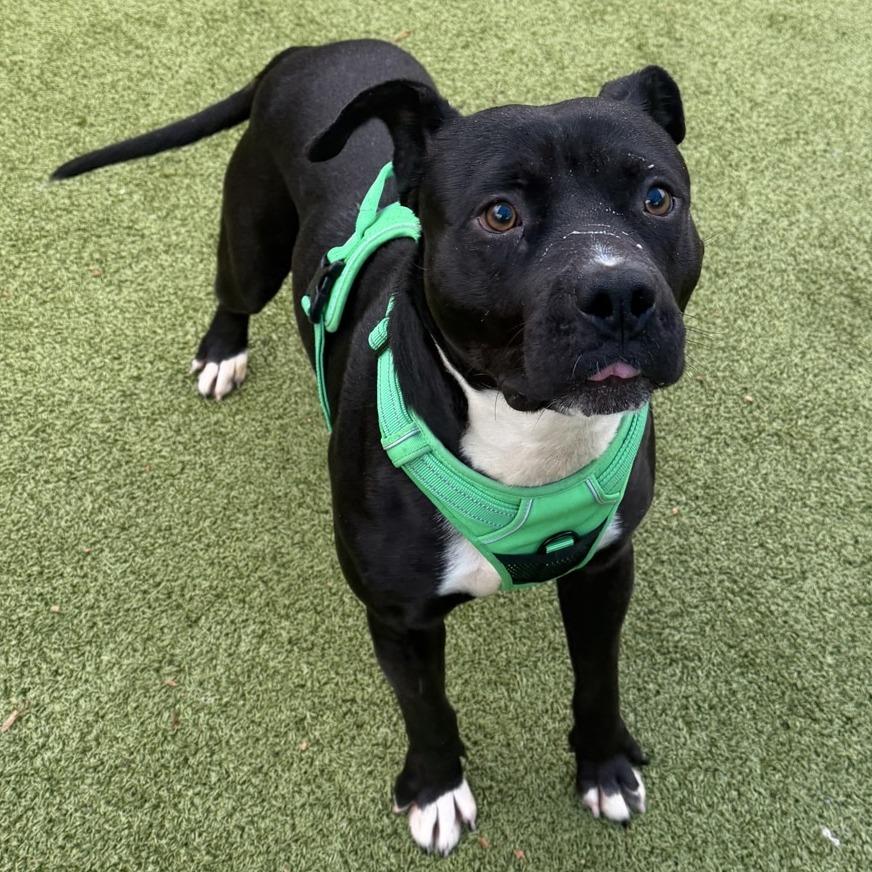 Magic 8 Ball, Adoptable, Adult Male Pit Bull Terrier.