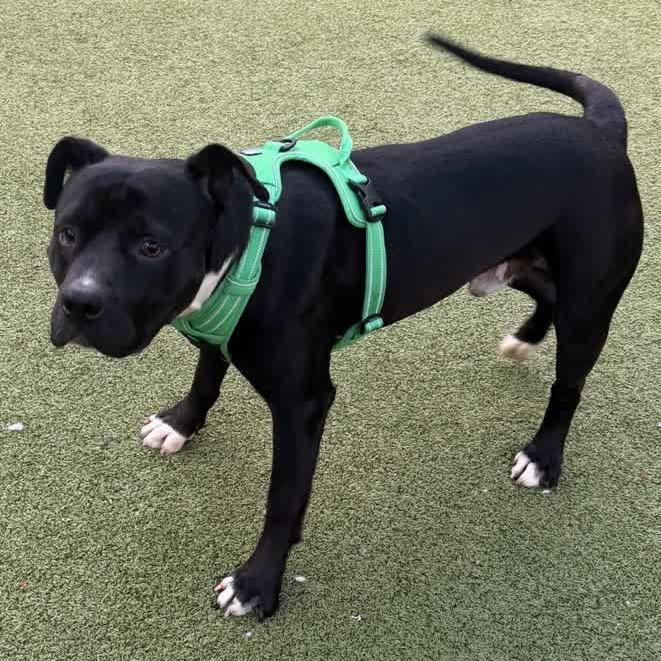 Enlarge Magic 8 Ball, a Adoptable Pit Bull Terrier in Greensboro, NC image 2/6