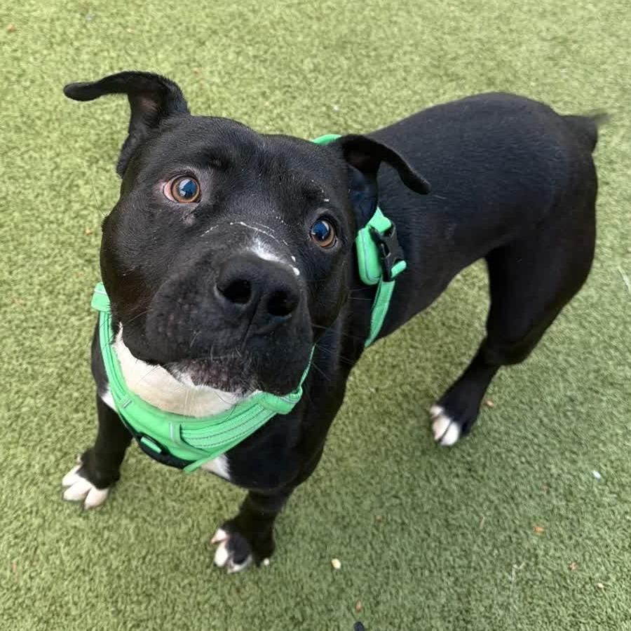 Enlarge Magic 8 Ball, a Adoptable Pit Bull Terrier in Greensboro, NC image 3/6