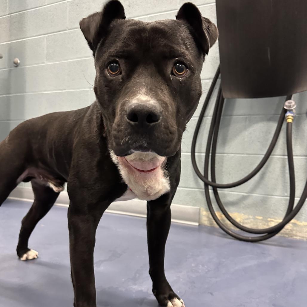 Enlarge Magic 8 Ball, a Adoptable Pit Bull Terrier in Greensboro, NC image 4/6