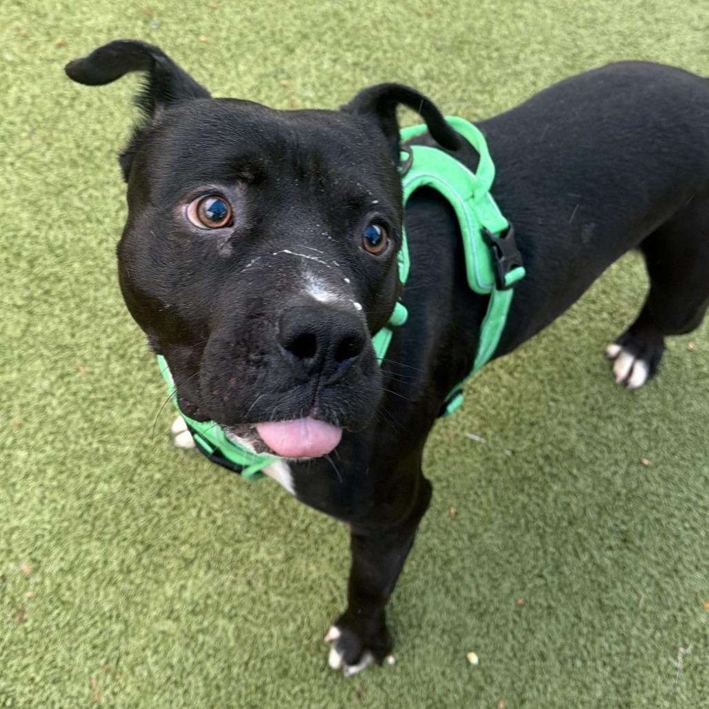Enlarge Magic 8 Ball, a Adoptable Pit Bull Terrier in Greensboro, NC image 6/6