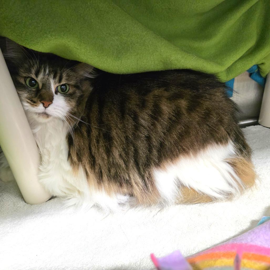 Enlarge Kenpi, a Adoptable Domestic Long Hair in Fort Wayne, IN image 1/5