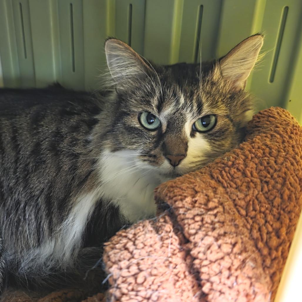 Enlarge Kenpi, a Adoptable Domestic Long Hair in Fort Wayne, IN image 2/5