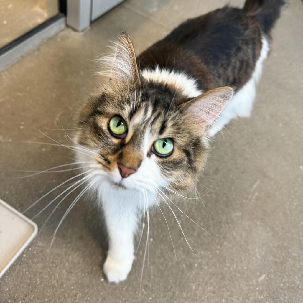 Enlarge Kenpi, a Adoptable Domestic Long Hair in Fort Wayne, IN image 3/5
