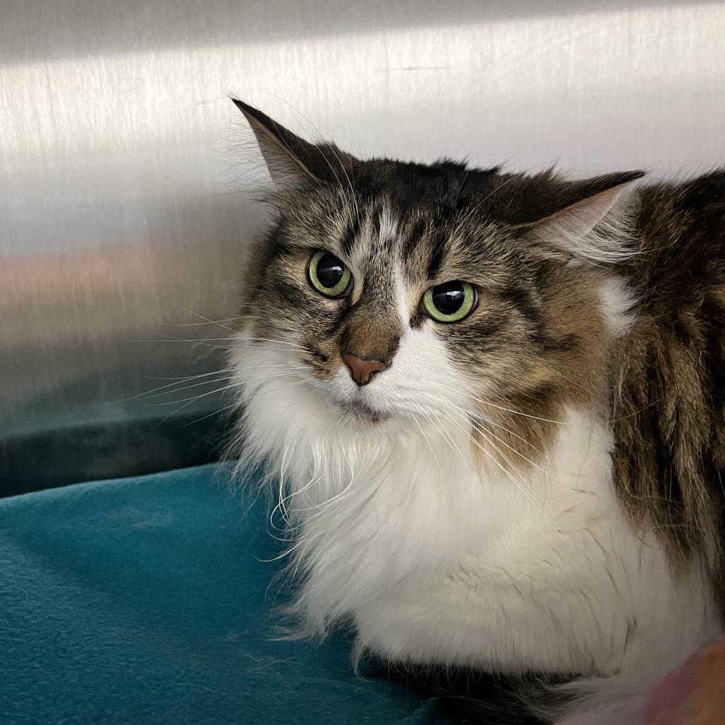 Enlarge Kenpi, a Adoptable Domestic Long Hair in Fort Wayne, IN image 4/5