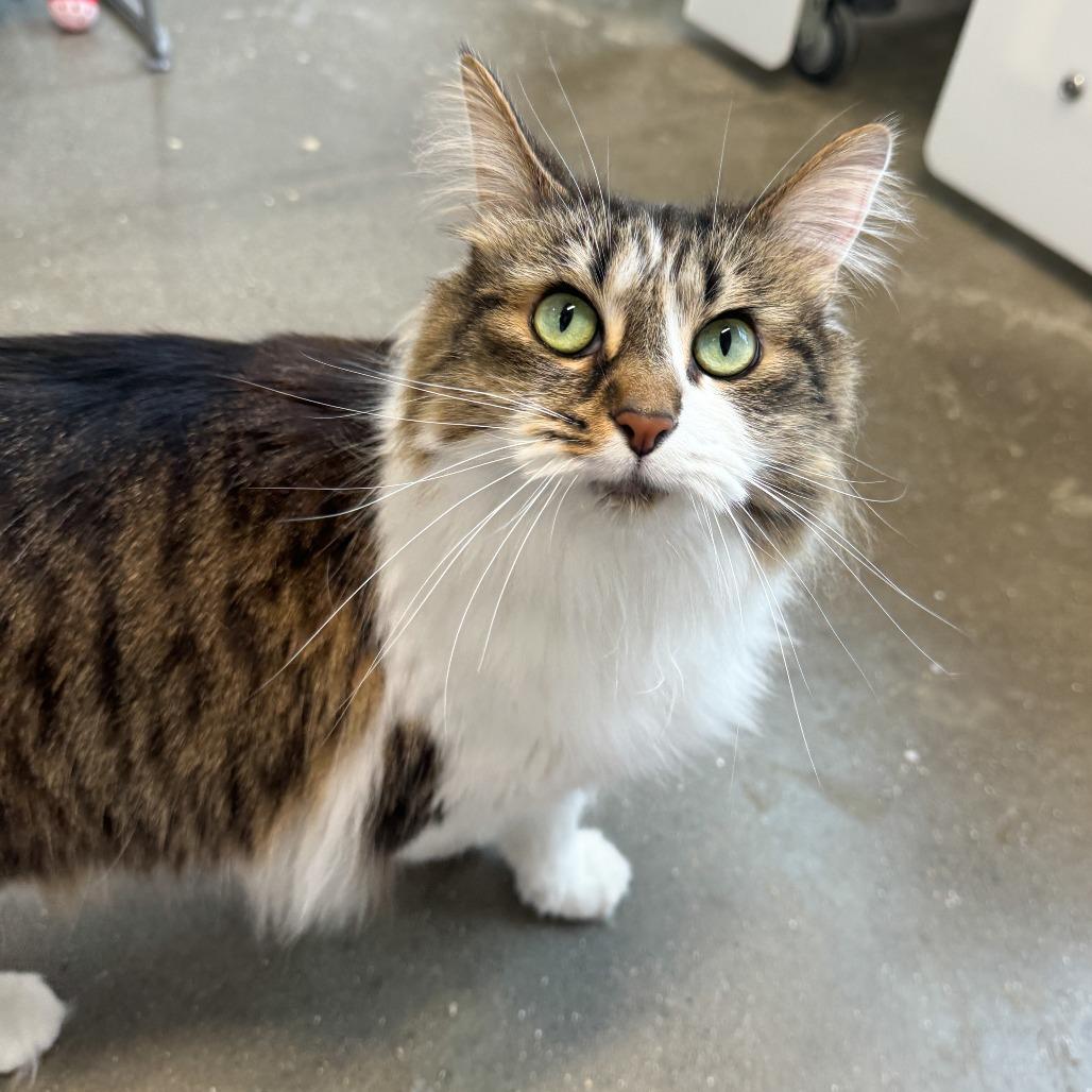 Enlarge Kenpi, a Adoptable Domestic Long Hair in Fort Wayne, IN image 5/5