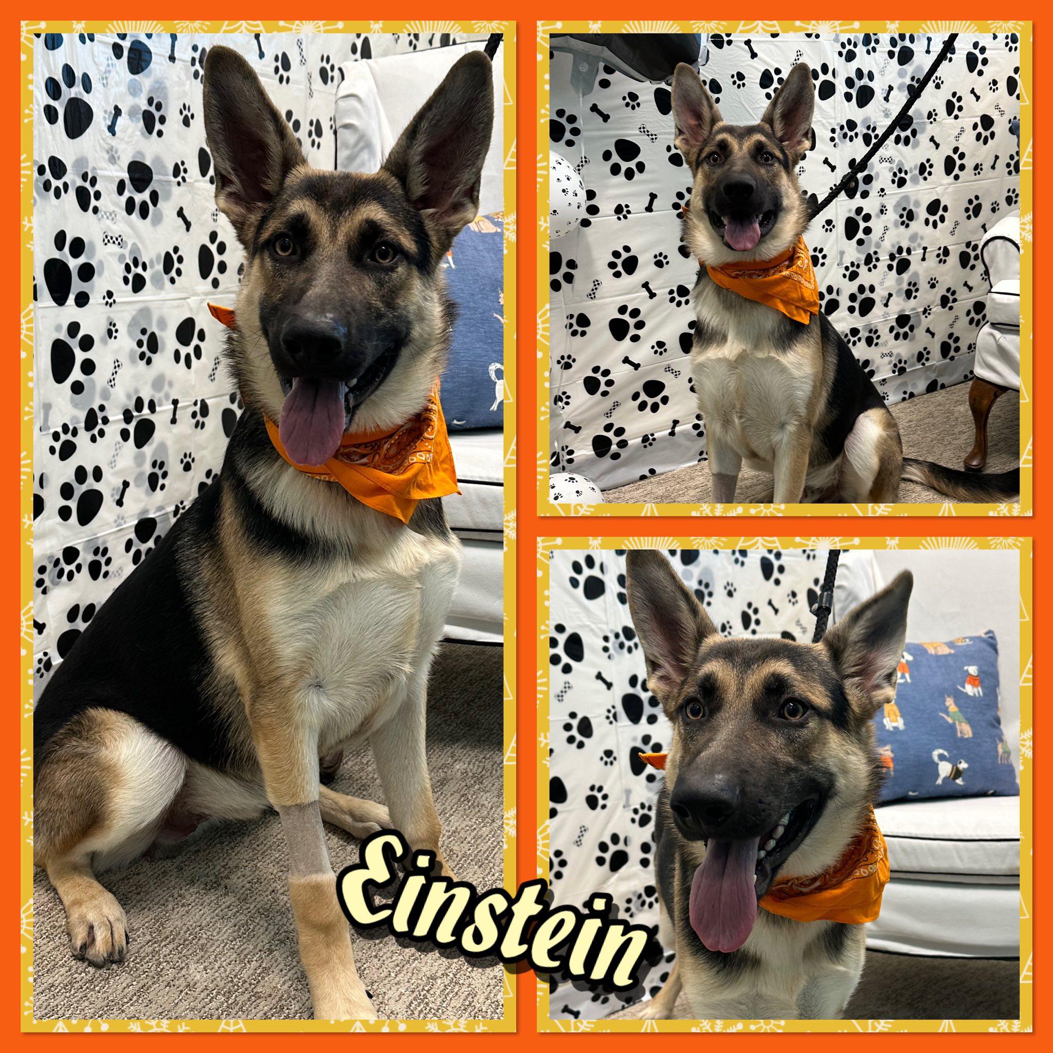 Einstein, adopted, Young Male German Shepherd Dog.