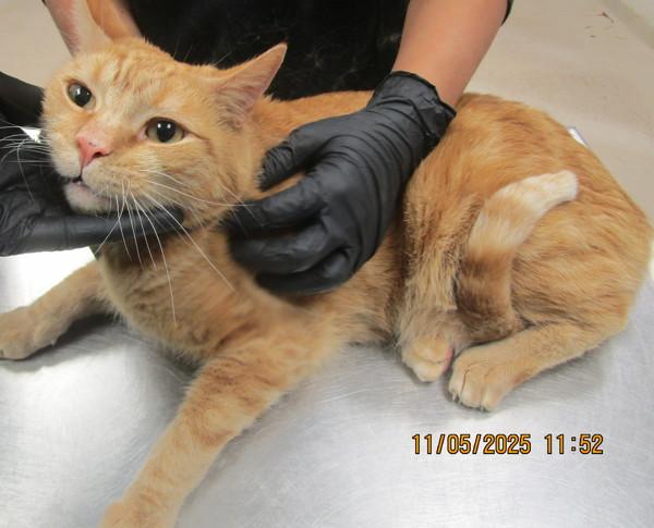 Enlarge Deangelo(648), a Adoptable mixed breed in Marietta, GA image 2/2