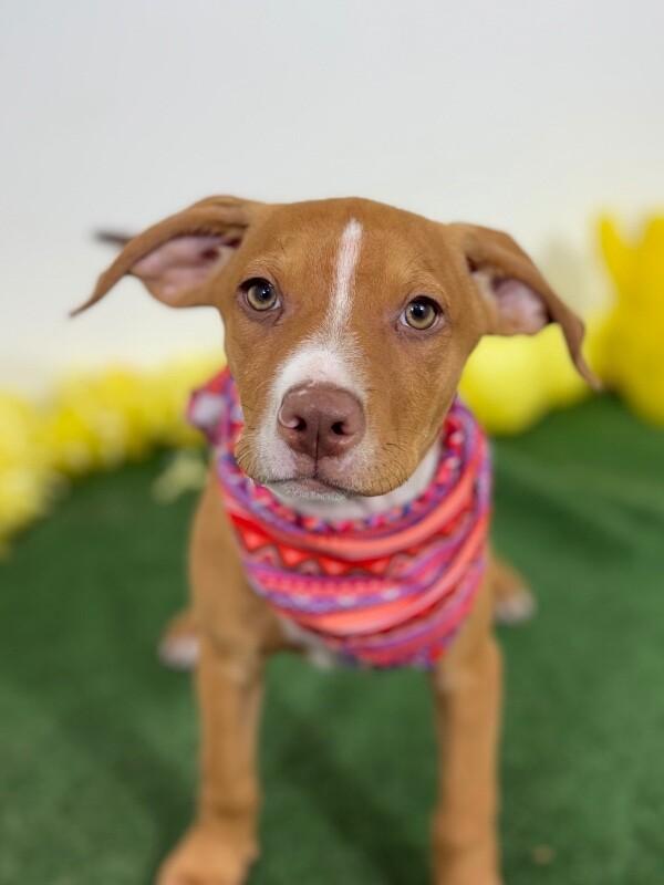 Enlarge Alice, an adopted mixed breed in Long Beach, CA image 1/1