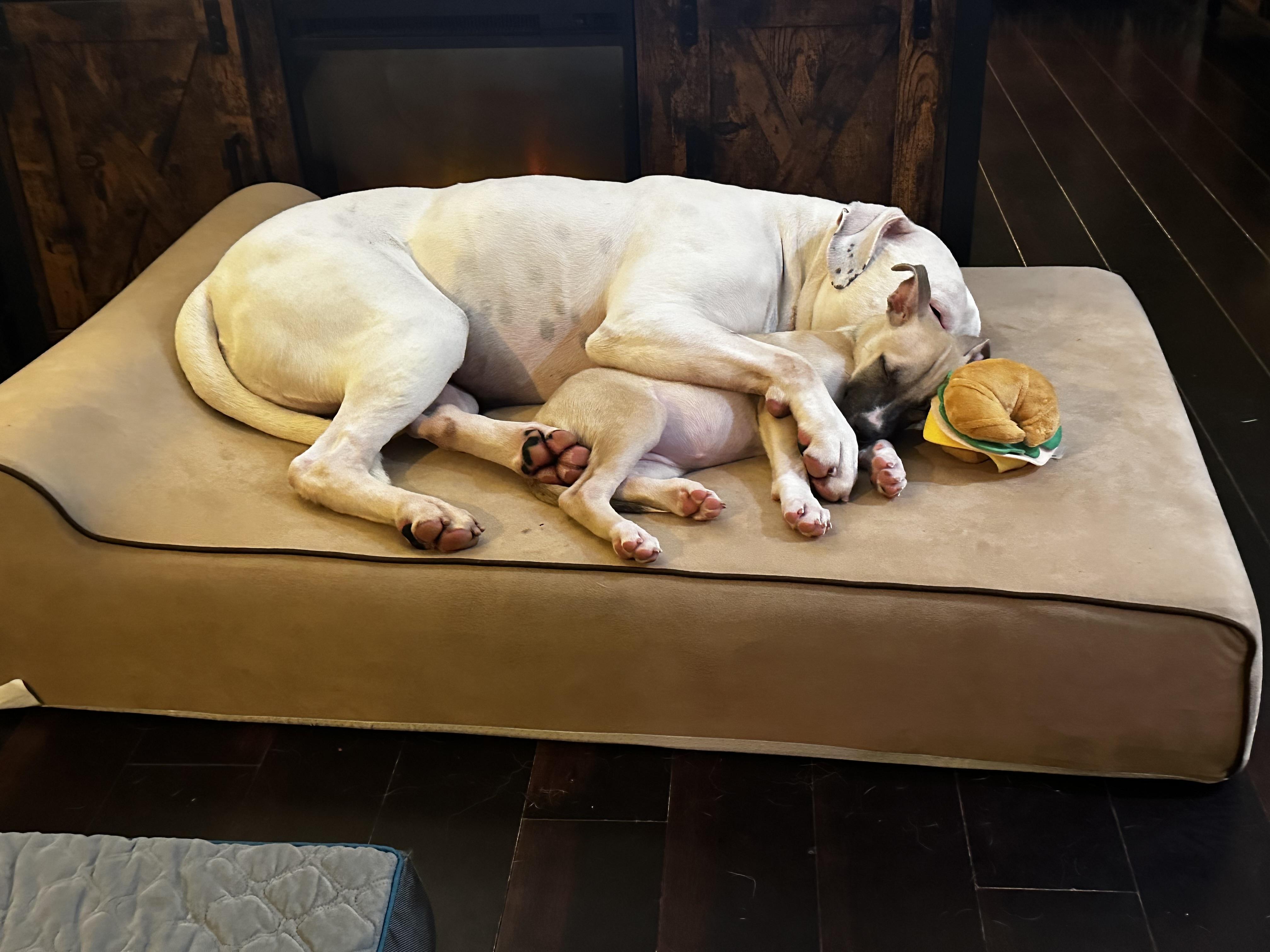 Enlarge Glimmer, a ADOPTABLE mixed breed in Seattle, WA image 3/6