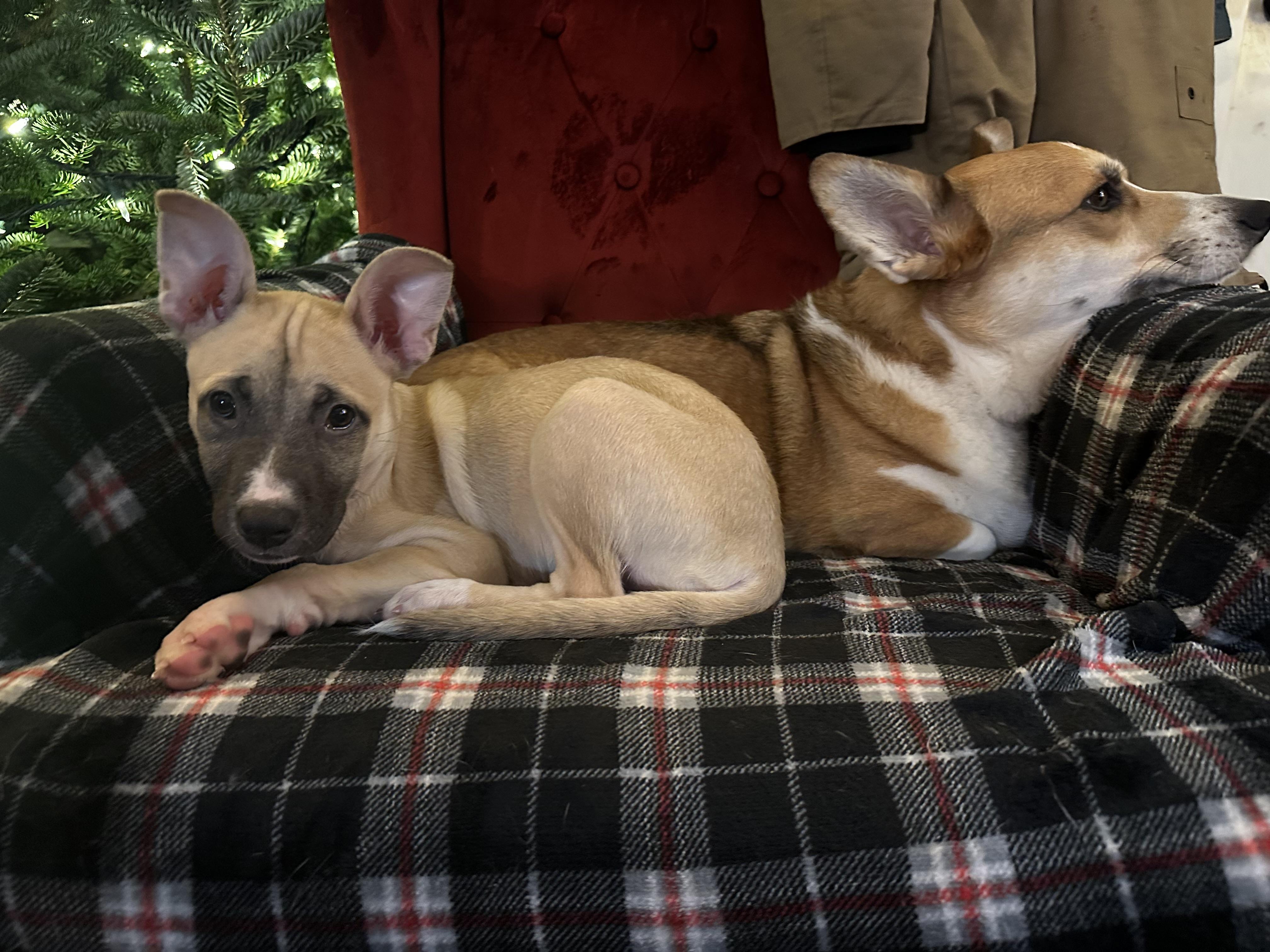 Enlarge Glimmer, a ADOPTABLE mixed breed in Seattle, WA image 2/6