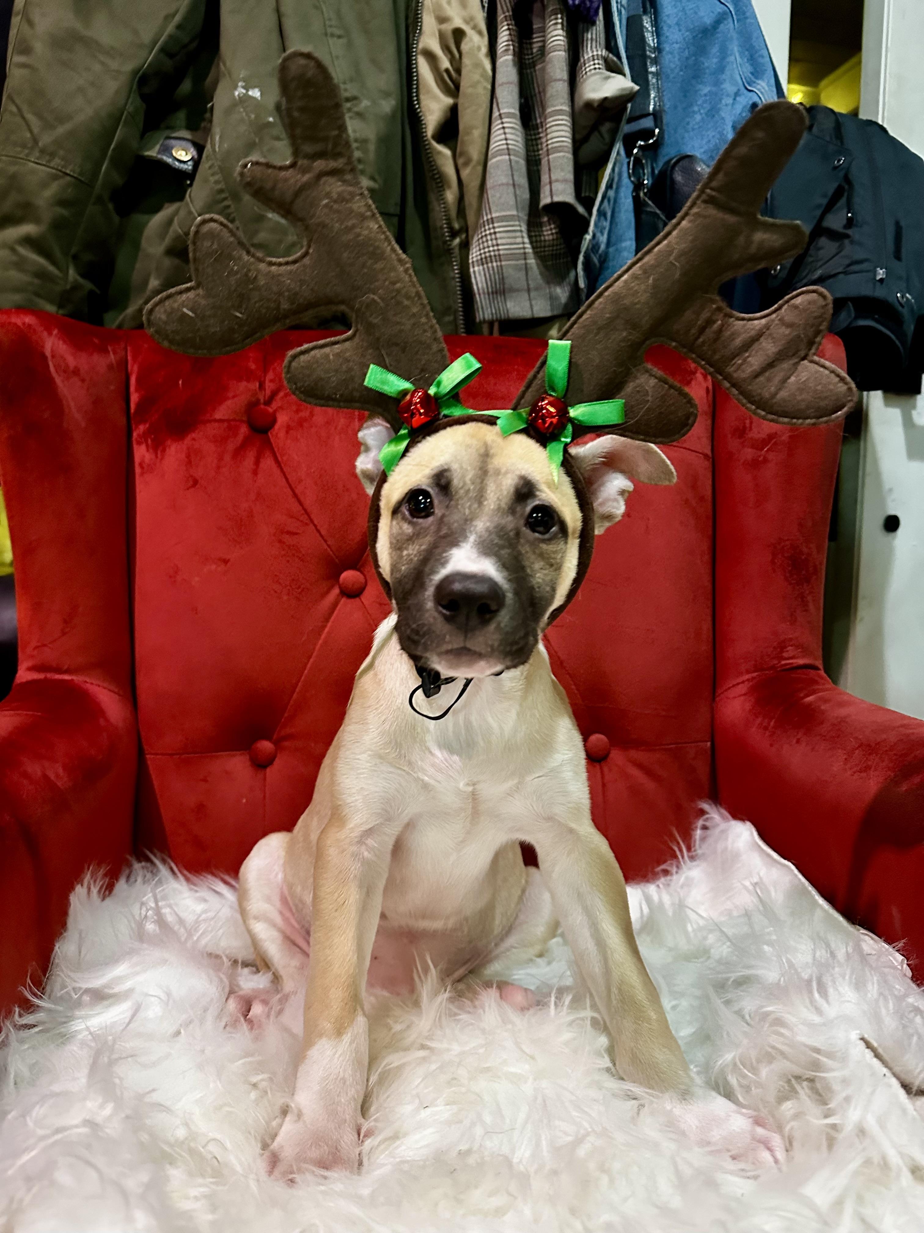 Glimmer, ADOPTABLE, Puppy Female Pit Bull Terrier.