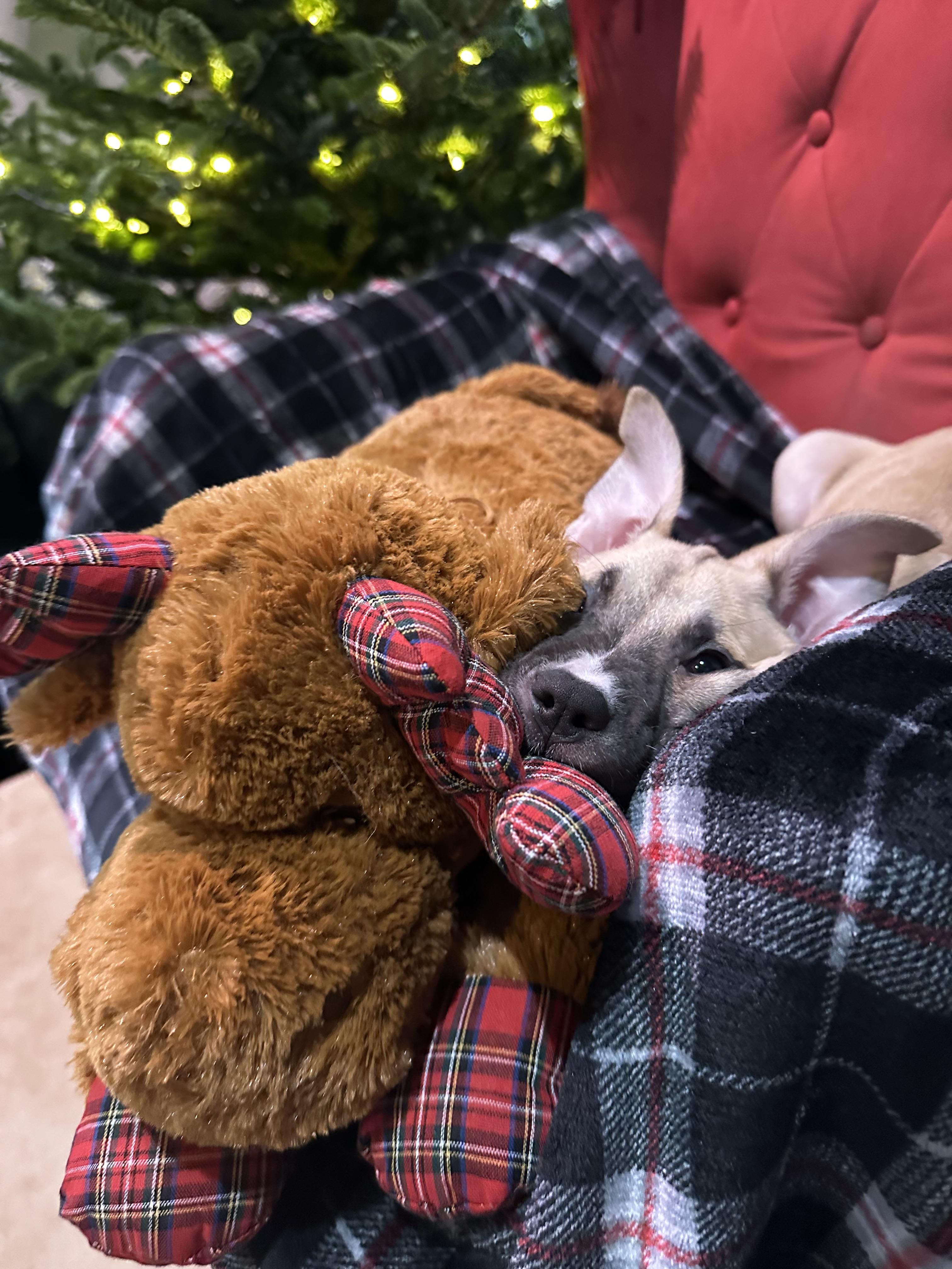 Enlarge Glimmer, a ADOPTABLE mixed breed in Seattle, WA image 6/6