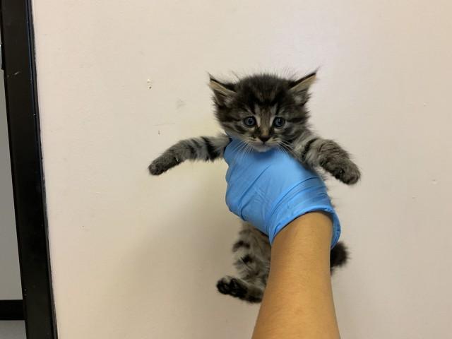TIGER, Adoptable, Kitten Male Domestic Short Hair.
