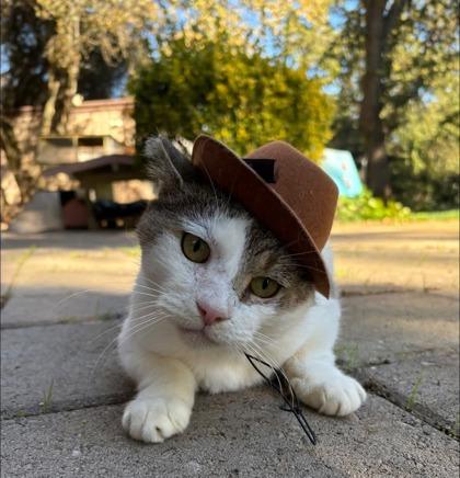 Villon, Adoptable, Adult Male Domestic Short Hair & Domestic Short Hair.