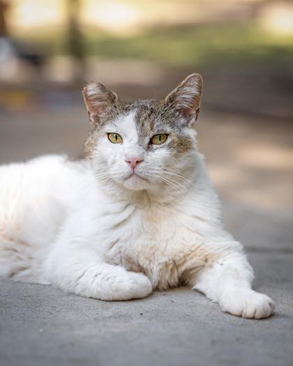 Enlarge Villon, a Adoptable mixed breed in El Dorado Hills, CA image 2/3