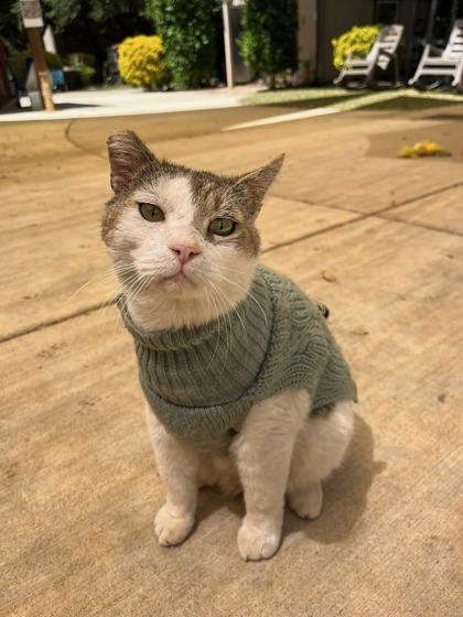 Enlarge Villon, a Adoptable mixed breed in El Dorado Hills, CA image 3/3