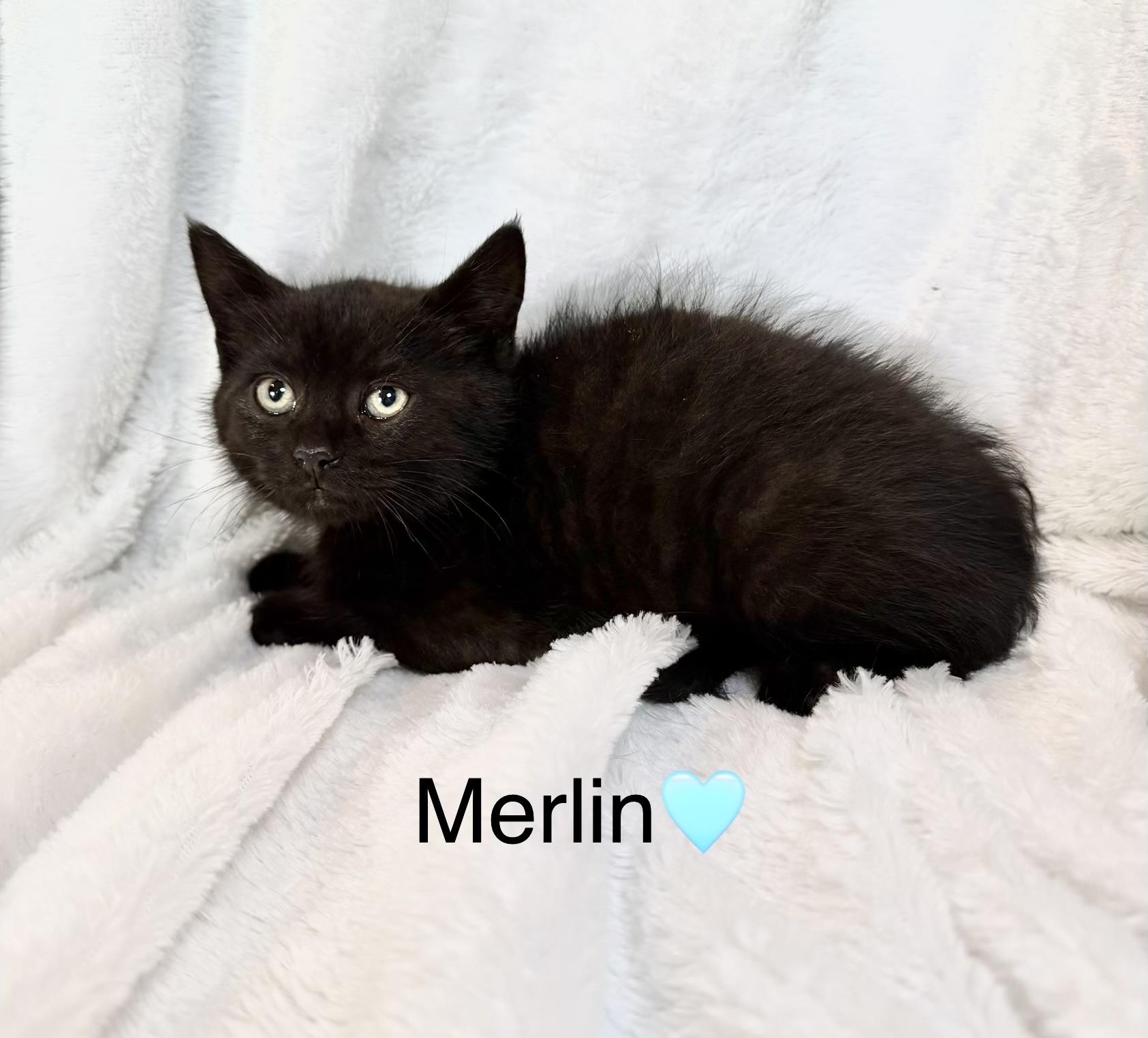 Enlarge Merlin, a ADOPTABLE Domestic Medium Hair in Copley, OH image 1/1